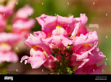 Snapdragons In The Garden Hi Res Stock Photography And Images Alamy