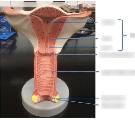 Female Reproductive Lab Exam 3 Diagram Quizlet