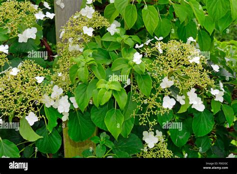 Hydrangea Anomala Subsp Petiolaris Hi Res Stock Photography And Images