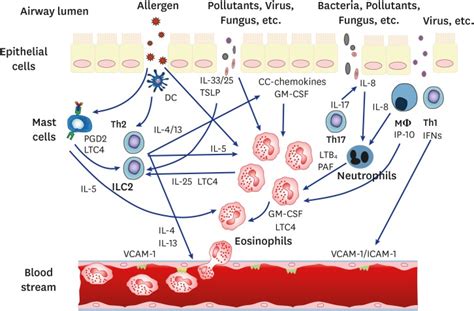 Mechanisms Of Eosinophilic Inflammation Pmc