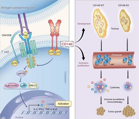 JCI CD146 Bound To LCK Promotes T Cell Receptor Signaling And