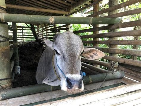 Ternak Sapi Jawa - Eksotika Desa