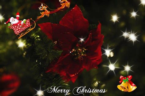 Christmas Poinsettia Wallpapers Wallpaper Cave