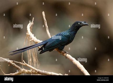 A Smooth Billed Ani Sitting In A Branch Crotophaga Ani Stock Photo Alamy