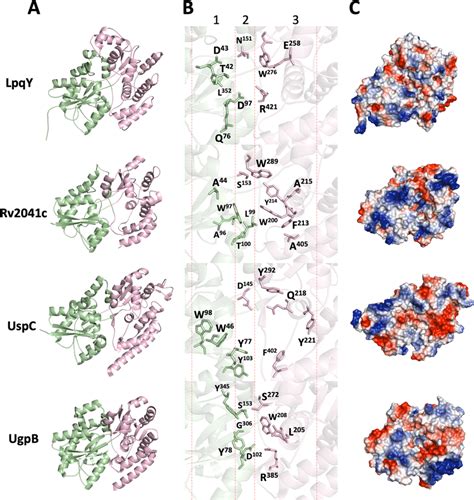 Comparison Among The Four Carbohydrate Binding Proteins From M