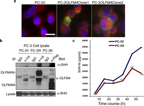 Olfm Protein Directly Interacts With Shh Protein And Reduces Shh