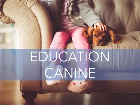 Éducation canine Prestation Objectif Chiens