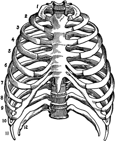 Skeleton of the Thorax | ClipArt ETC