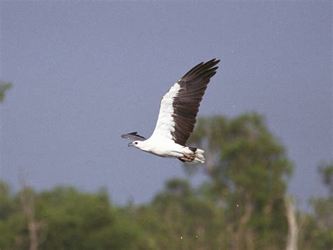 Vol 17 シロハラウミワシ White Bellied Sea EaglesHaliaeetus leucogaster 日本