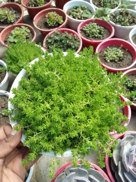 Sedum Sexangulare Tasteless Stonecrop Succulent Big Bhimtal Nursery