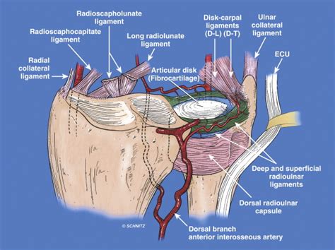 Stability of the Distal Radioulnar Joint: Biomechanics, Pathophysiology ...