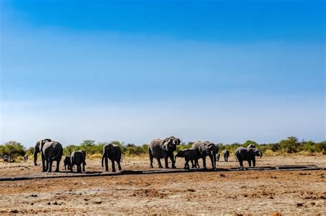 Uma Manada De Elefantes Africanos Selvagens Caminha Pela Savana Do