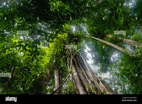 Trees In Tropical Rainforest Jungle In Bukit Lawang North Sumatra