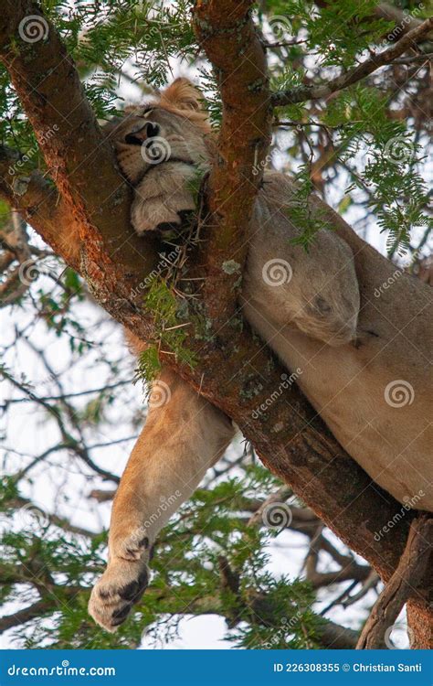 The Famous Lions Climbing Trees In Queen Elizabeth National Park In