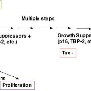 The Role Of The Thioredoxin Trx System And Related Molecules In The