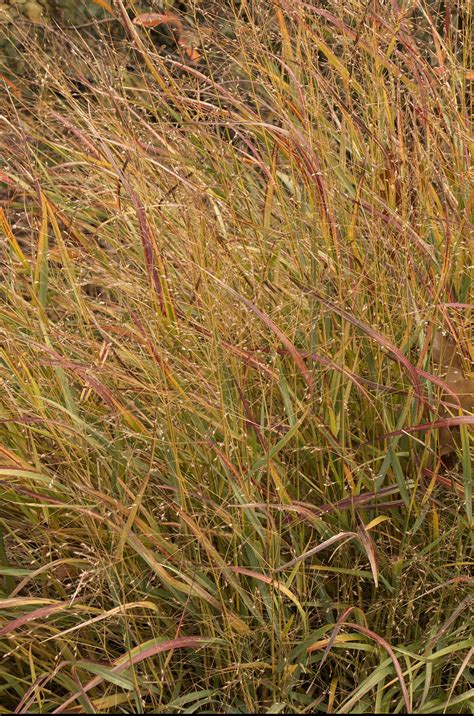 Switch Grass Shenandoah Pine Lane Nursery