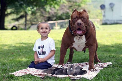 Big Bully Pitbulls - XXL Pitbull - Hulk The Pitbull