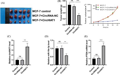 Biocell Free Full Text Mir A P Pten Axis Regulates The