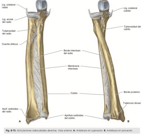 Articulación Radiocubital Distal Y Radiocarpiana Flashcards Quizlet