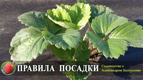Правила посадки клубники для начинающих Весной Летом Осенью Как ...