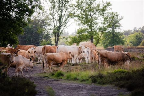 Us Officials Issue Kill Order For Feral Cows In New Mexico Wilderness