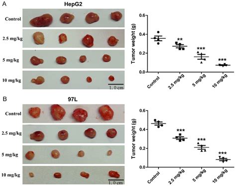 Rg3 Suppresses Tumor Growth Of HepG2 And MHCC 97L Cells In Nude Mice