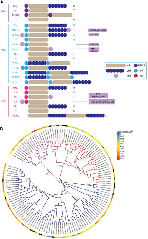 Frontiers Genome Wide Analysis Of NBS LRR Genes From An Early