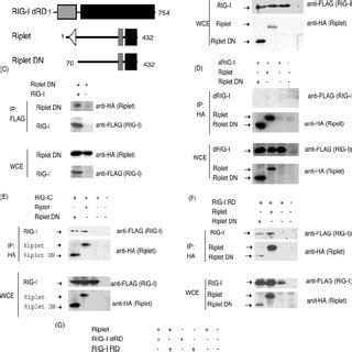 Ubiquitination Of RIG I By Riplet A And B FLAG Tagged RIG I 0 4