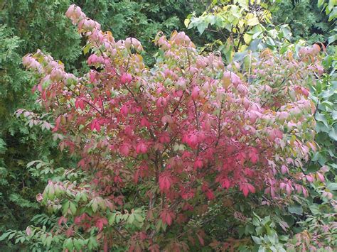 Euonymus Alatus Burning Bush Almost Perfect Landscaping