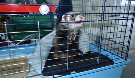 Клетка для хорька: как сделать своими руками