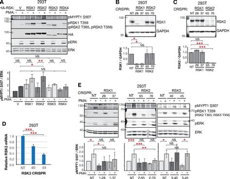 Rsk And Rsk Phosphorylate Mypt Ser A Western Blot And