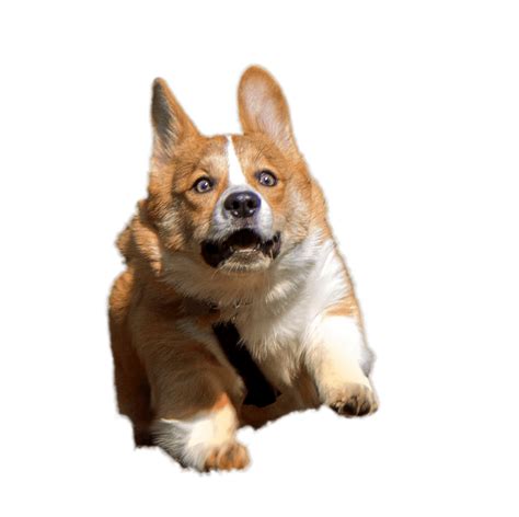 Corgi clipart transparent background, Corgi transparent background ...