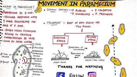 Locomotion in paramecium (in hindi) | Paramecium | Eduluminescence - YouTube