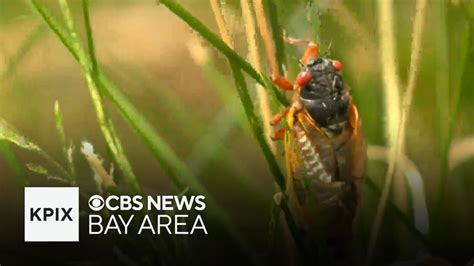 Cicada Insect Invasion Coming For The First Time In Over 200 Years