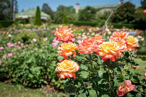 Roses Gallery - Hershey Gardens