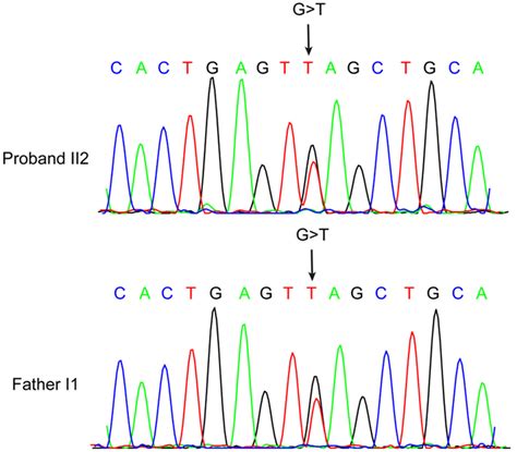 Sequence Analysis Of The Total Length Of Human Hbb Gene From The Download Scientific Diagram