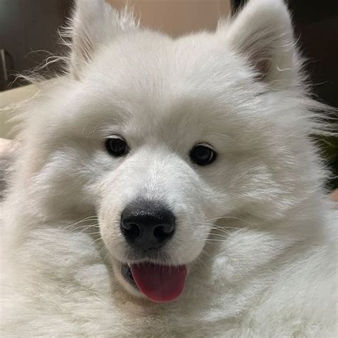 Maple The Samoyed Samoyedmaple • Threads Say More