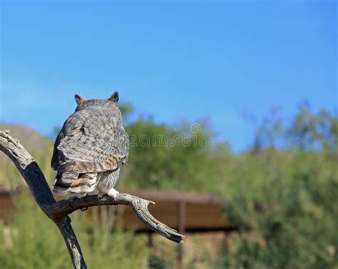 Great Horned Owl Stock Photo Image Of Travel Park Great 27536266