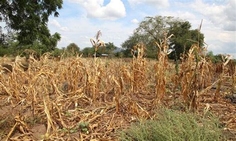 Uruguay Declara Emergencia Agropecuaria Por La Sequía