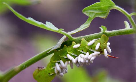 How To Get Rid Of Tomato Hornworms On Tomato Plants