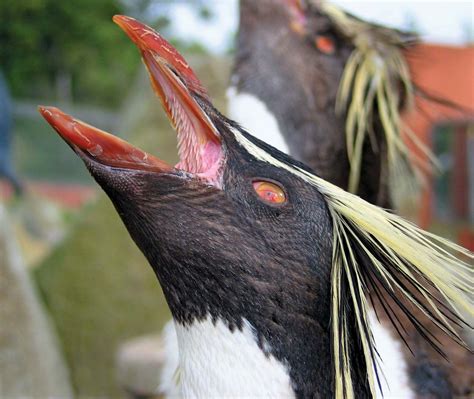 Rockhopper penguin | Diet, Habitat & Adaptations | Britannica