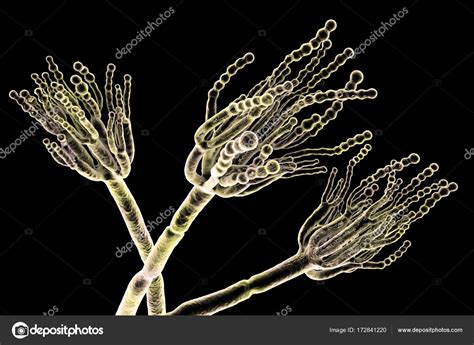 Aspergillus Penicillium