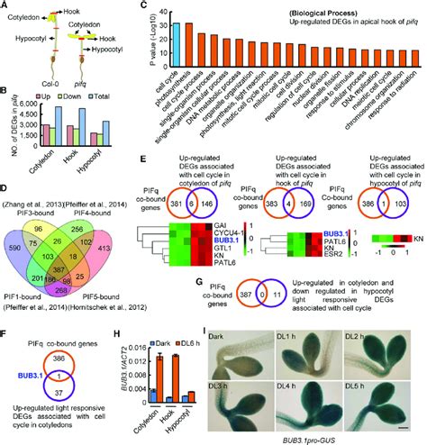 Bub Is A Cell Cycle Related Candidate Target Gene Of Pif Proteins