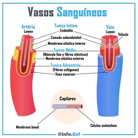 Vasos Sanguíneos Escola de medicina Vasos sanguíneos Material de