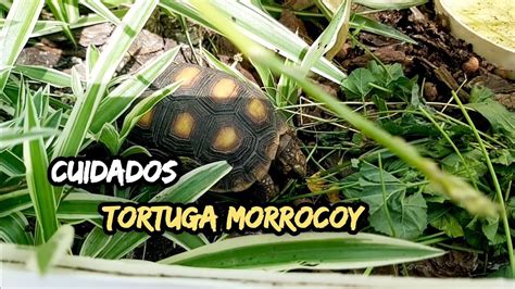 Como Cuidar Tortuga Morrocoy Chelonoidis Carbonaria Temperatura