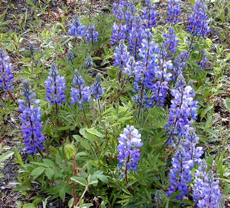 Lupinus Arcticus Arctic Lupine