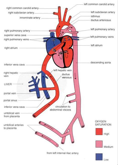 Fetal Heart Circulation Diagram