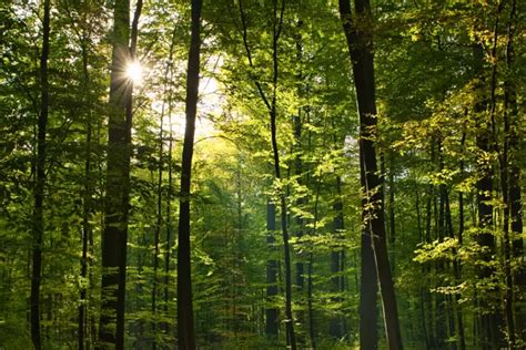 Apa Manfaat Hutan Bagi Manusia Inilah Ulasannya Urban Bogor