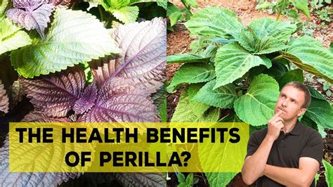 Benefits Of Perilla Leaves What Are The Health Benefits Of Perilla