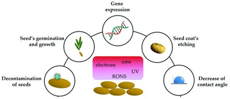 cold plasma treatment  seeds influences decontamination germination